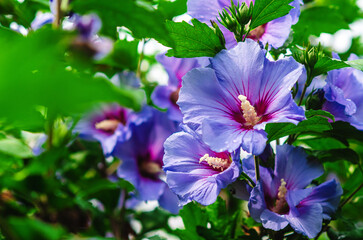 Blue hibiscus flowers with buds. Hibiscus syriacus or Rose of Sharon, blue satin. Selective focus.