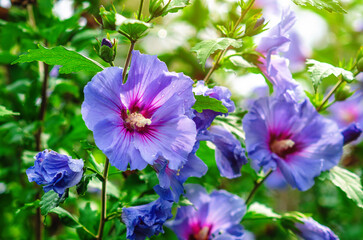 Blue hibiscus flowers with buds. Hibiscus syriacus or Rose of Sharon, blue satin. Selective focus.