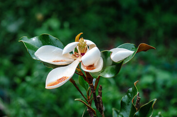 Fading white magnolia flowers. Falling petals of white magnolia close-up. Changing seasons of nature