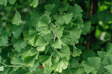 Green leaves of Ginkgo biloba or Japanese bonsai. Used to treat depression, cerebrovascular disorder