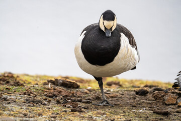 Male common eider (Somateria mollissima) in Longyearbyen, Svalbard, Norway