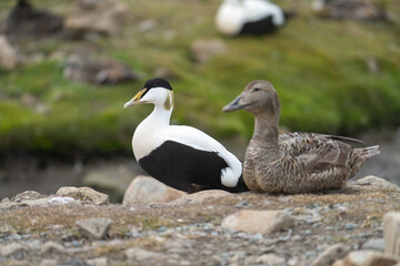 Male and female common eiders (Somateria mollissima) in Longyearbyen, Svalbard, Norway
