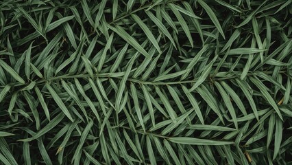 Macro shot of fragrant pandan foliage highlighting its unique leaf structure and natural design