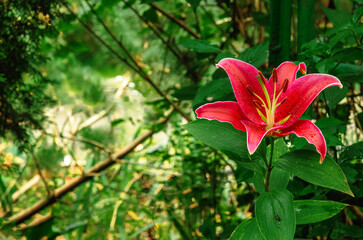 Red flower of perennial lily, belonging to lily family. Bright flower against of abandoned garden.
