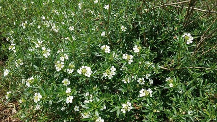 Fresh Springtime Scene Featuring Delicate White Blossoms and Bright Green Leaves