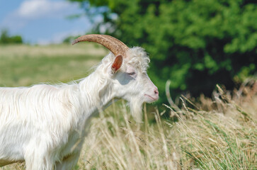 Obraz premium Cute white curly fluffy horned goat on pasture in summer. Blurred nature background. Side view.