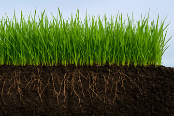 Green grass lawn cross section with soil and roots visible, healthy turf growth concept for gardening, agriculture, biology education, ecosystem soil structure, plant root system anatomy, lawn care ma