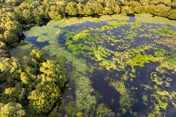 Florida wetlands with water between green wild vegetation. Tropical ecosystem at sunset