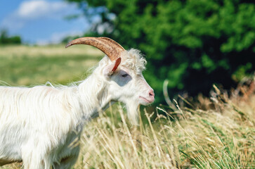 Obraz premium Cute white curly fluffy horned goat on pasture in summer. Blurred nature background. Side view.