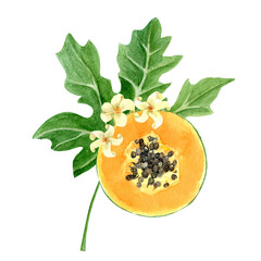 Papaya slice with seeds and flowers watercolor textured illustration isolated on white. The hand-painted tropical fruit clip art is perfect for culinary designs, labels, prints, cards, packages menu