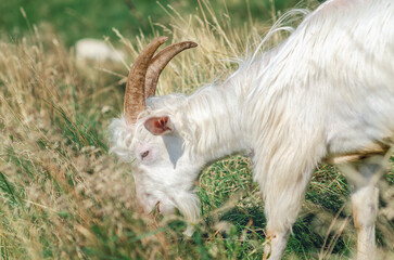 White curly fluffy horned goat on a pasture in summer. Domestic horned animals in wild. Side view.