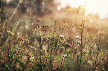 Rainy view of wild grass during heavy downpour, with drops, illuminated by sun. Environment concept.