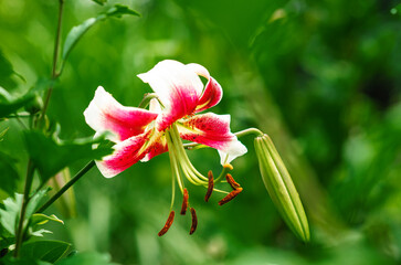 White and red flower of perennial lily, arched on stem next to bud. Light green blurred background.