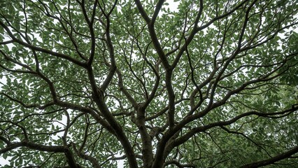 The octopus tree from the Araliaceae family has mainly simple stems and drooping leaves forming an umbrella shape.