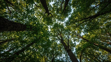 Tree Canopy Seen from Underneath in a Forested Area