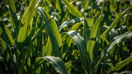 Obraz premium Close-up of vibrant green corn foliage as a refreshing backdrop