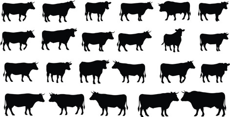 Obraz premium Collection of black cow silhouettes in various poses and orientations on a white background cattle black and white