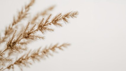 Detailed view featuring blank area against solid white background