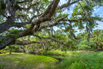 Wild tropical nature with dense green rainforest. Florida jungles with palm trees, wetland river and vegetation in southern USA