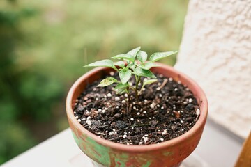 Young vegetable plant growing in a pot on a windowsill. Ideal for illustrating home gardening, sustainable living, and growing your own food in small indoor spaces.