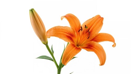 Fototapeta premium Bright orange lily blossom set against a clean white surface, springtime plant