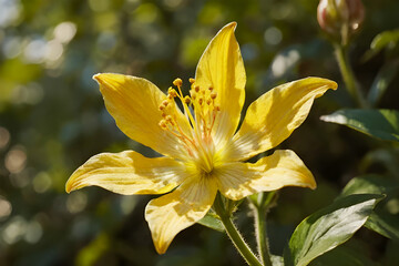 yellow lily flower