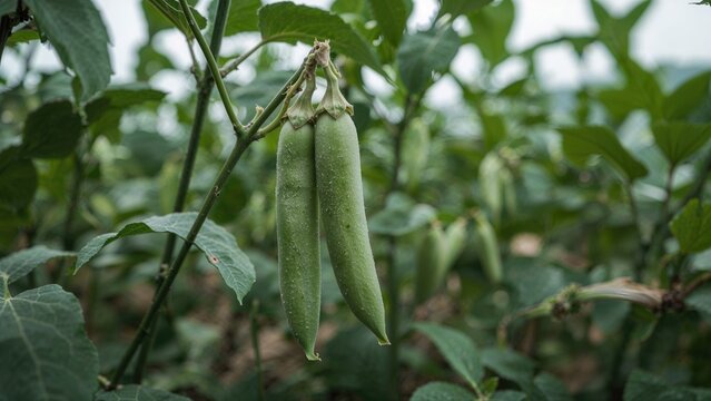Bright green peas on plants with soft-focused garden backdrop