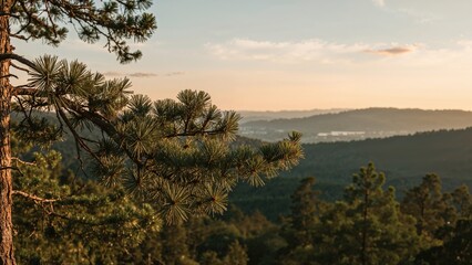 Pine twig against a scenic valley at dusk