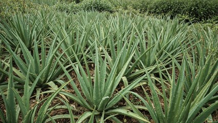 Obraz premium Harvested from my garden, these large Aloe Vera varieties are perfect for making health drinks, chilled refreshments, edible products, and facial treatments.