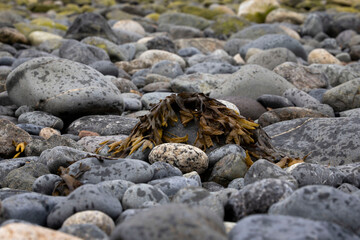 Seaweed at beach in Homer, Alaska.