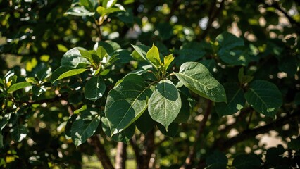 Fiddle leaf fig showing vibrant growth in shaded illumination