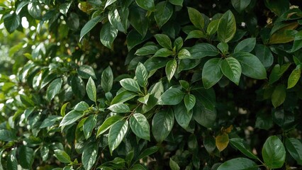 Close-up of Ficus benjamina leaves with nature in the background