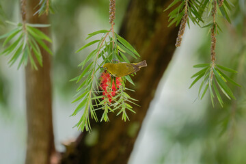 Japanese White-eye perched on bottlebrush flower branch in natural light