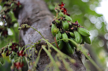 Averrhoa bilimbi, commonly known as bilimbi, cucumber tree, or tree sorrel.