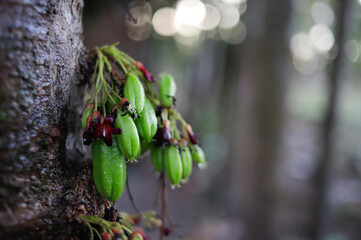 Averrhoa bilimbi, commonly known as&nbsp;bilimbi,&nbsp;cucumber tree, or&nbsp;tree sorrel.