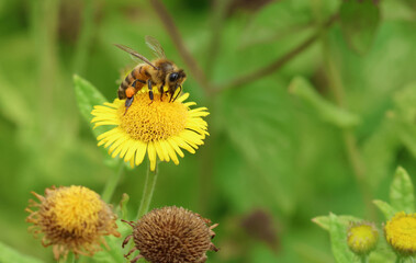 A Honey Bee, Apis mellifera, pollonating a Common Fleabane wildflower, Pulicaria dysenterica.