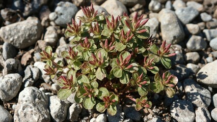 The fresh colorful leaves of Erodium cicutarium flourishing between rocks, detailed close-up.
