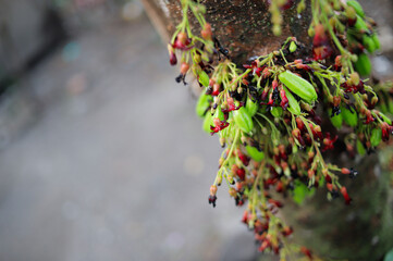 Averrhoa bilimbi, commonly known as bilimbi, cucumber tree, or tree sorrel.