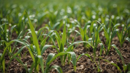 Obraz premium Springtime agricultural land with vibrant green corn seedlings sprouting.