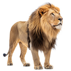 Obraz premium Majestic male lion standing proudly against a stark black background showcasing its powerful build and magnificent mane