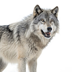 Majestic gray wolf portrait with intense gaze against a stark black background capturing its wild spirit and fierce beauty