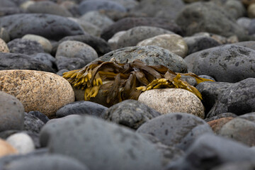 Seaweed at beach in Homer, Alaska.