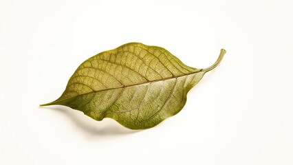 Fototapeta premium Detailed view of Morinda coreia Buch leaf isolated on white background