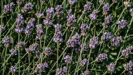 Fototapeta premium Detailed shot of aromatic lavender plants