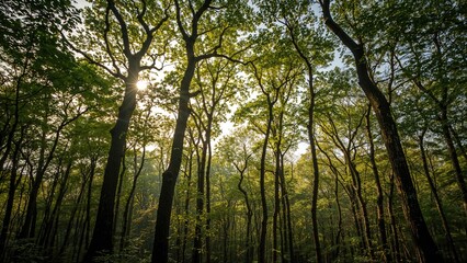 Obraz premium Radiant Beams Filtering Down Amongst the High Forest Trees