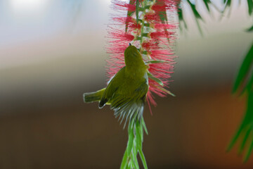 Oriental White-eye (Zosterops japonicus) perched on a bottlebrush flower in natural habitat