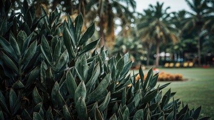 Fototapeta premium Dark green leafy background within a park environment