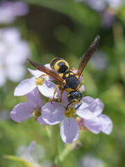 Insecte Guêpe sur fleur de roquette de mer