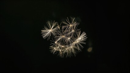 Fototapeta premium Seeds of dandelion scattering in the morning sun with a black background