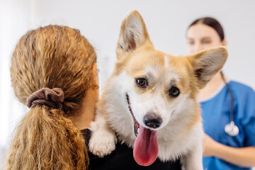 Woman holding a corgi dog in her arms, smiling joyfully, while a veterinarian in blue scrubs...